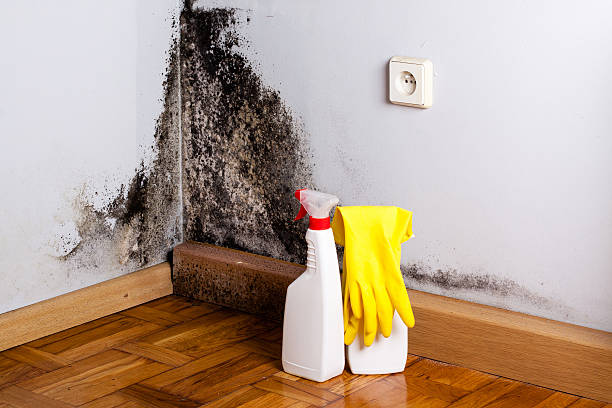 Best Mold removal after water damage  in Campton Hls, IL